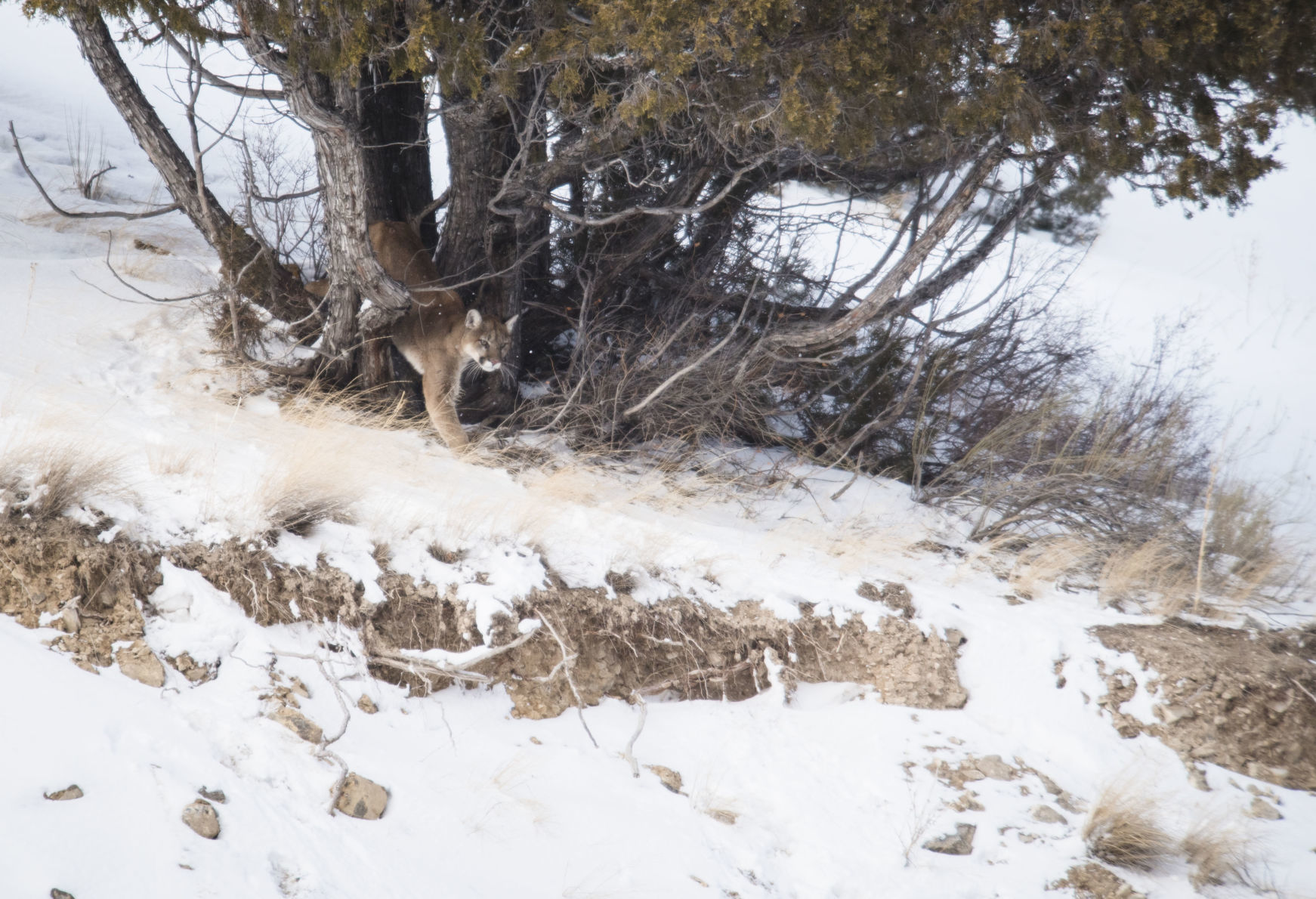 Mountain lion High School Butte